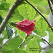 Hibiscus boryanus.foulsapate marron.mahot bâtard. ( fleur  ).malvaceae.endémique Réunion Maurice..jpeg